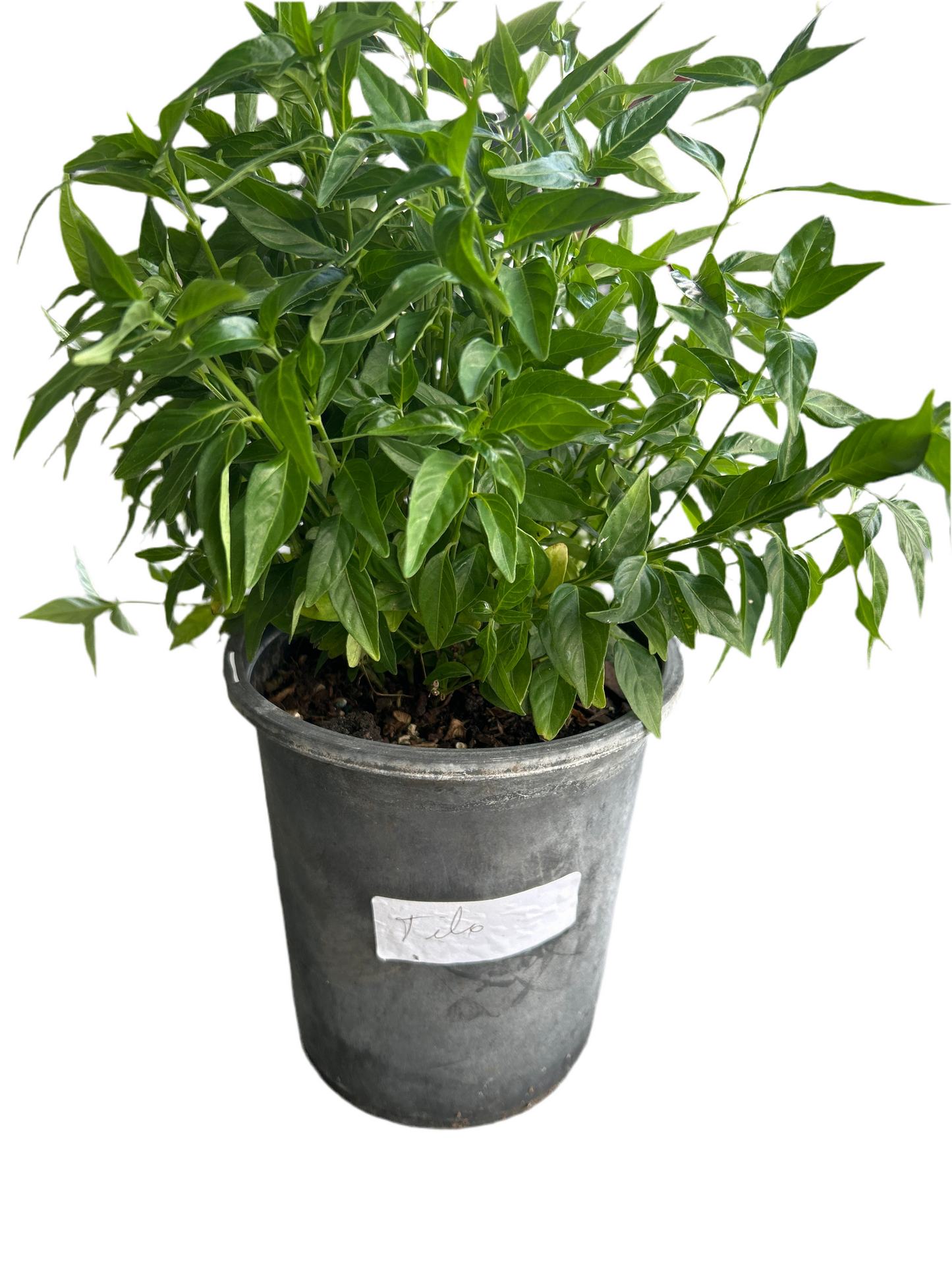 Planta Maceta 1 Gallon