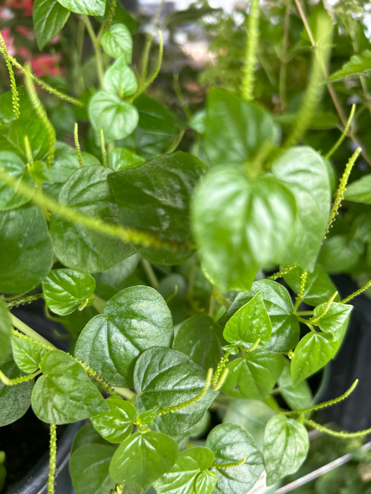 Masos De Planta