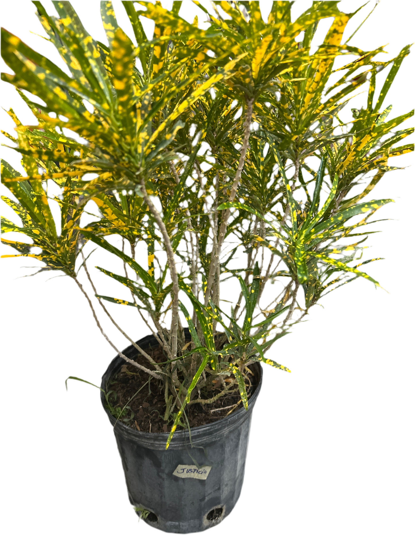 Planta Maceta 3 Gallon