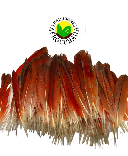 Pluma De Loro Grande
