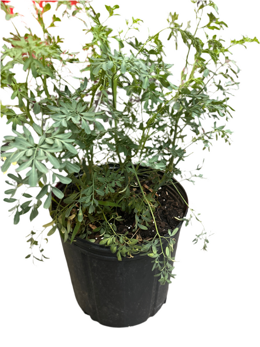 Planta Maceta 3 Gallon