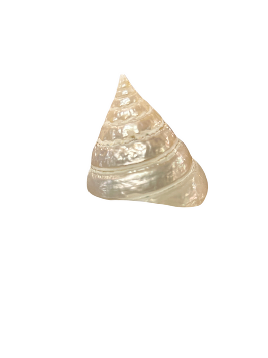 Caracol Redondo Blanco