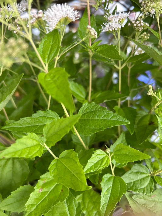 Masos De Planta