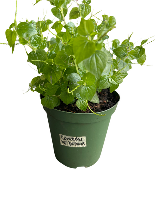 Planta Maceta 1 Gallon